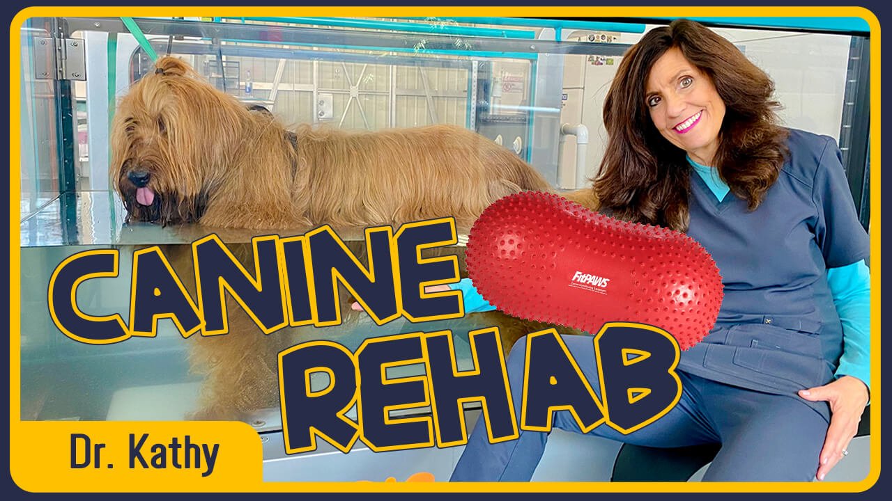 Canine Rehab - How Physical Therapy
